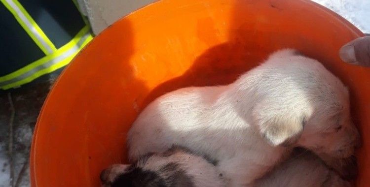 Fosseptik çukuruna düşen yavru köpekler kurtarıldı