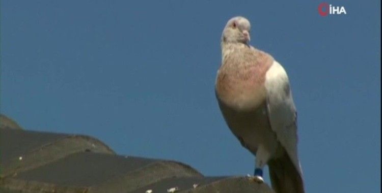 Avustralya'da itlaf edilmesine karar verilen güvercin kurtuldu