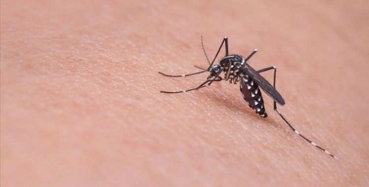 Japon araştırmacılar sivrisineğin koklama duyusuyla kanser dedektörü geliştirdi