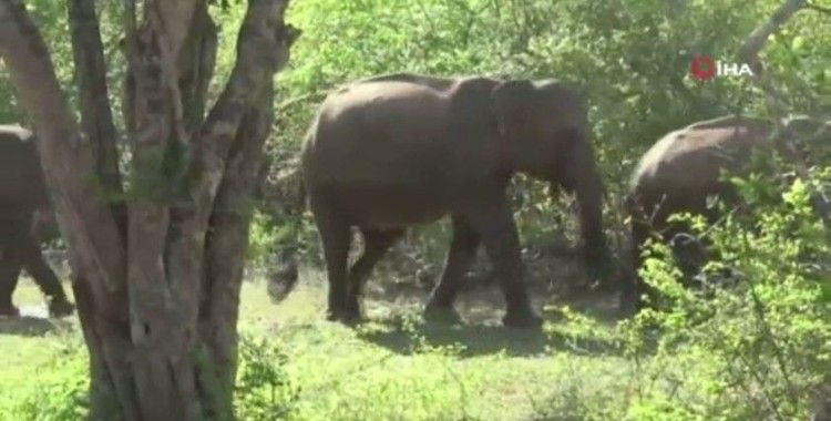 Sri Lankalı yetkililer bu yıl ülke genelinde fil sayımı yapacak