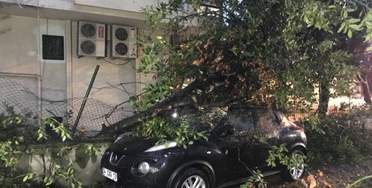 Kadıköy'de şiddetli rüzgarda park halindeki otomobilin üzerine ağaç devrildi