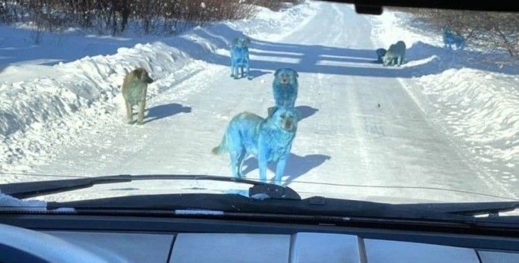 Rusya'da köpeklerin rengi maviye döndü