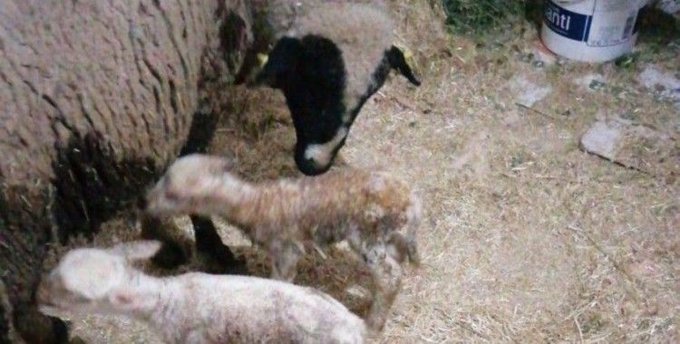 İzmir’de şaşırtan olay: Yeni doğan kuzu ’Anne’ diye seslendi