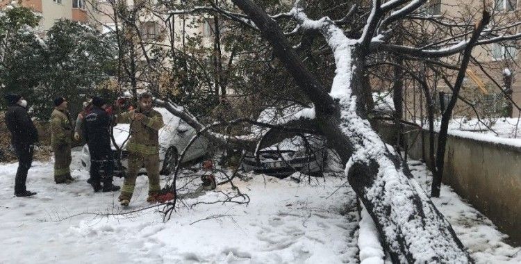 Ataşehir’de 30 yıllık tesbih ağacı park halindeki otomobillerin üzerine devrildi