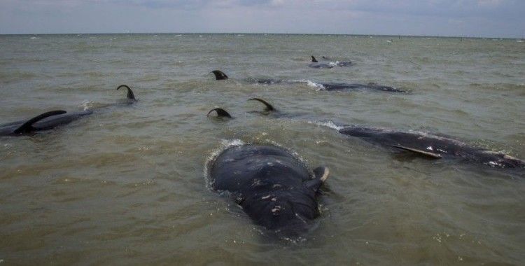 Endonezya’da 45 pilot balina kıyıya vurdu