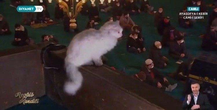  Ankara kedisi ’Kılıç’ Ayasofya’da kandil gecesi ilgi odağı haline geldi
