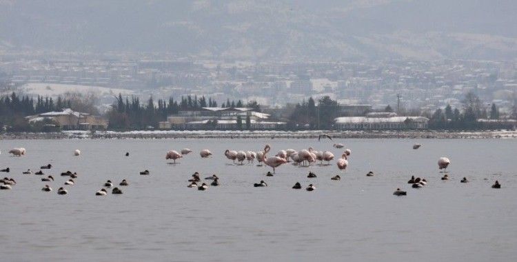 Körfez’i renklendiren flamingolar, kışın keyfini sürüyor