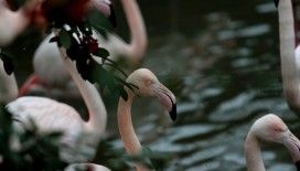 Flamingo ailesine 12 yeni üye