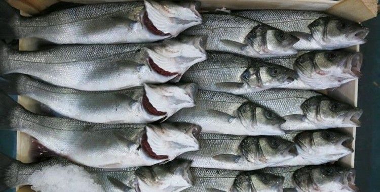 İnsan faaliyetleri tatlı su balıklarının neslini tüketiyor