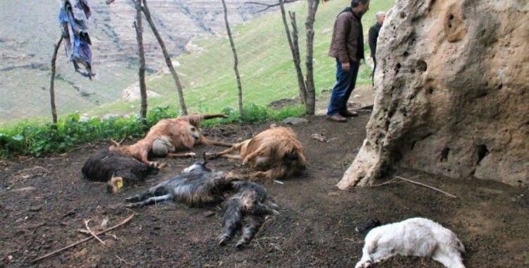 Şırnak'ta keçi sürüsüne kurt saldırdı: 25 hayvan telef oldu, 15'i yaralandı