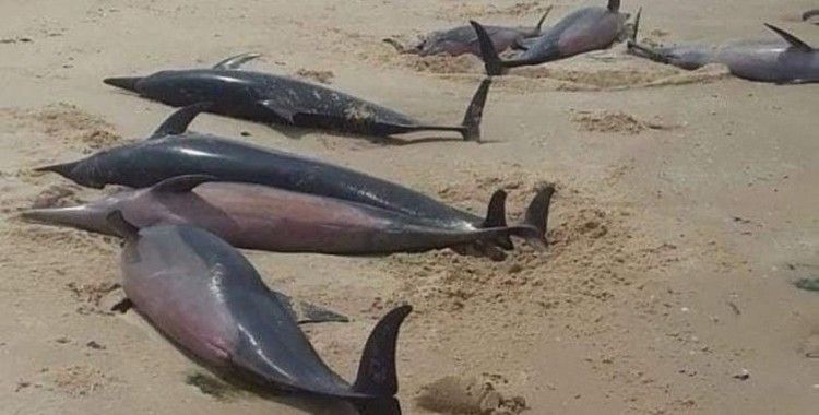 Mozambik sahilinde 111 ölü balina bulundu