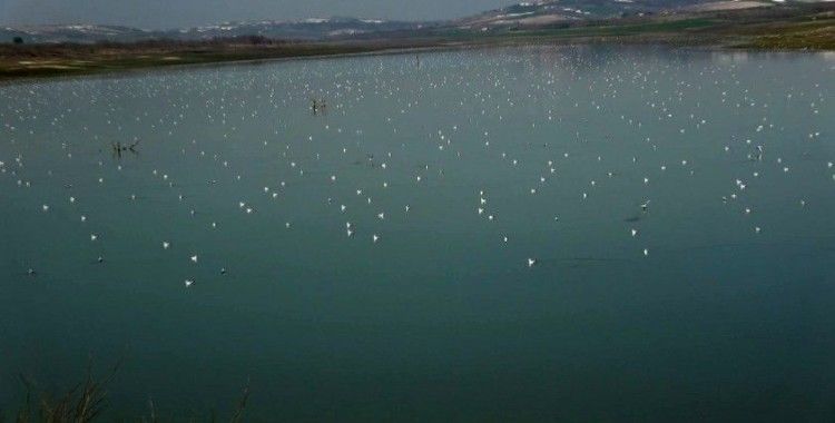 Sazlıdere gölüne binlerce martı akını