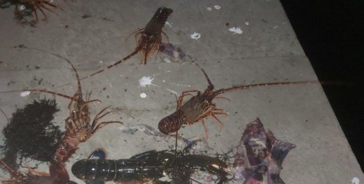 Gürpınar Su Ürünleri Hali’nde canlı deniz böceği ve ıstakoz ele geçirildi