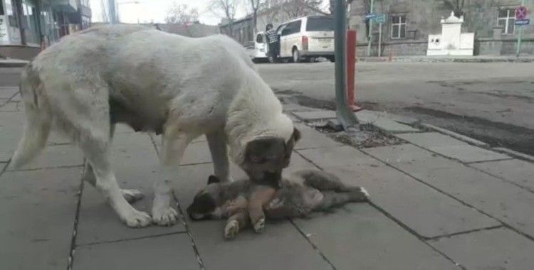Kars’ta ölen yavrusunun başında bekleyen köpek yürekleri dağladı