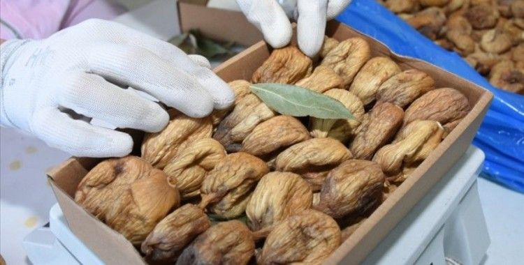 Türkiye'nin kuru incir ihracatı 158 milyon dolara ulaştı