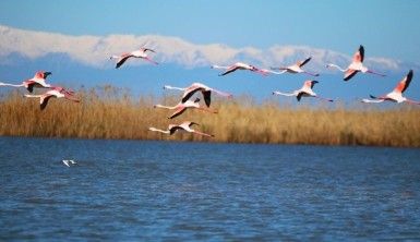 Flamingoların gökyüzü dansı