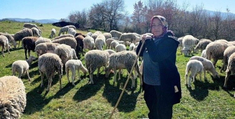 Yalova’nın kadın çobanı 170 hayvanlık sürüye bakıyor