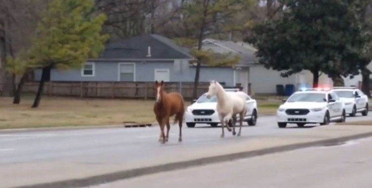 ABD’de kaçak atlar trafiği tıkadı