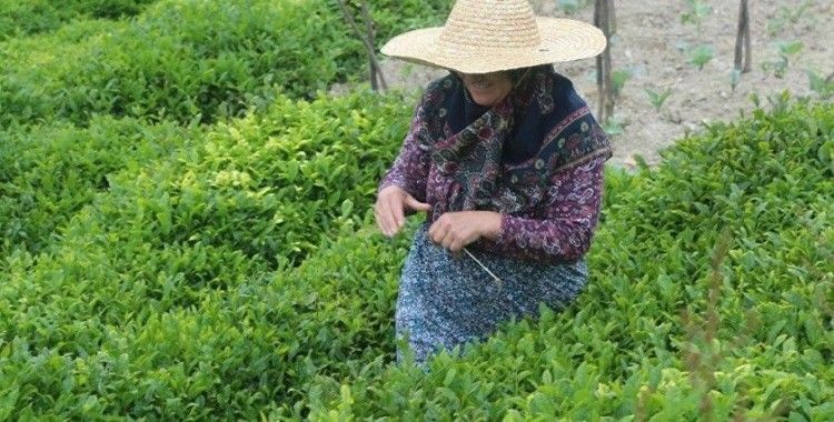 Karadeniz'e 'çay göçü' için izole şartı