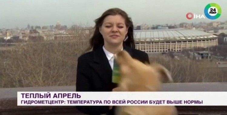 Rus muhabir mikrofonunu canlı yayında köpeğe kaptırdı