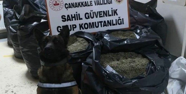 Edirne'de 260 kilo damiana otu ele geçirildi
