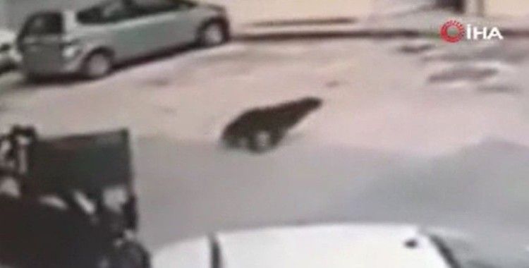 Bursa’da jip sürücüsünün uyuyan köpeği ezdiği anlar güvenlik kamerasına yansıdı