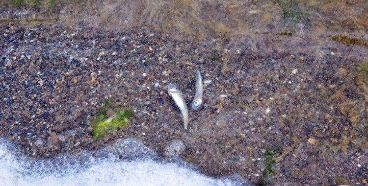 Kum Adası’nda tedirgin eden balık ölümleri