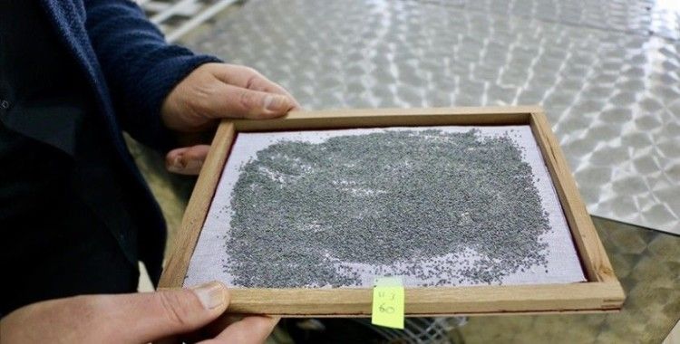 Eskişehir'de canlandırılan ipek böcekleri Türkiye'nin 60 kentinde koza örüyor