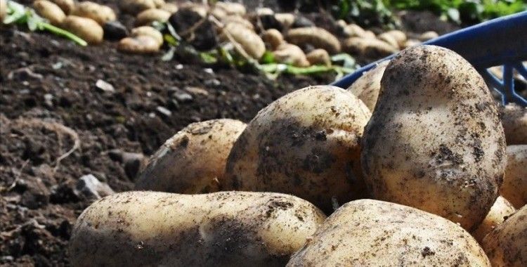 TMO patates ve soğan üreticisine 25 milyon liralık ödeme yaptı