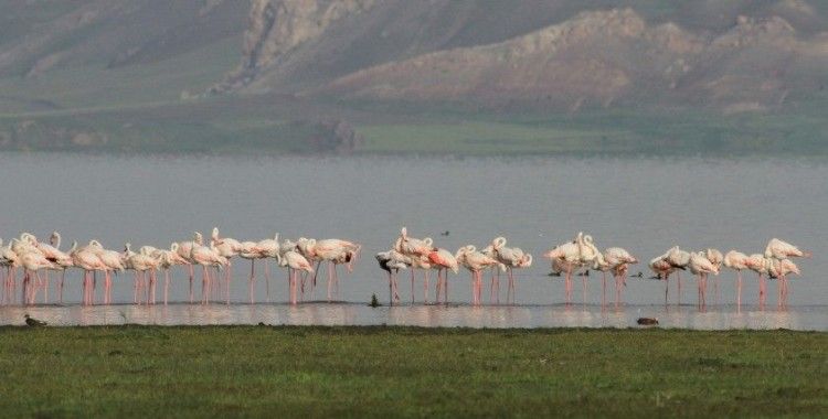 Flamingolar Erçek Gölü’ne bu yıl erken geldi
