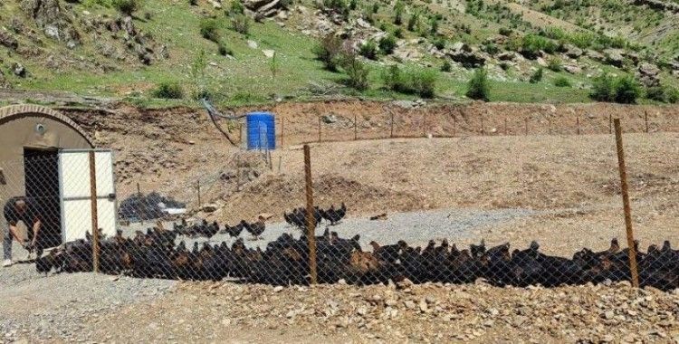 Bakan Soylu: 'Bir zamanlar teröristlerin gezdiği Hanke Dağı'nda artık, tavuklar geziyor'