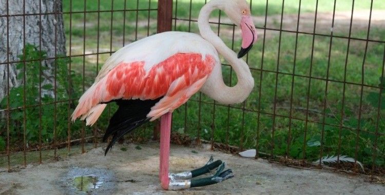 Ayağı yanan flamingoya protez bacak yaptı