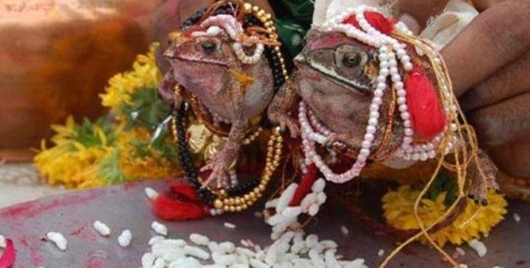 Hintliler yağmur için kurbağaları törenle evlendirdi