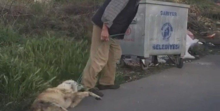 Sarıyer'de bağladığı köpeği sürükleyerek çöpe atan şahıs yakalandı