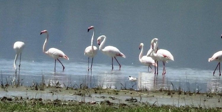 Van Gölü Havzası’nın narin kuşları flamingolar