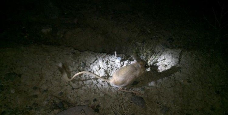 Iğdır’da kanguru faresi görüntülendi