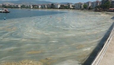 Marmara Denizi'nden gelen kötü haberlerin arkası kesilmiyor