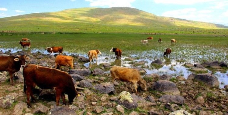Erzurum’da kuraklık hat safhada, göller bir bir kuruyor