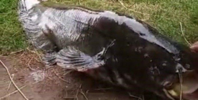 İzmir’de 55 kiloluk dev yayın balığı yakalandı