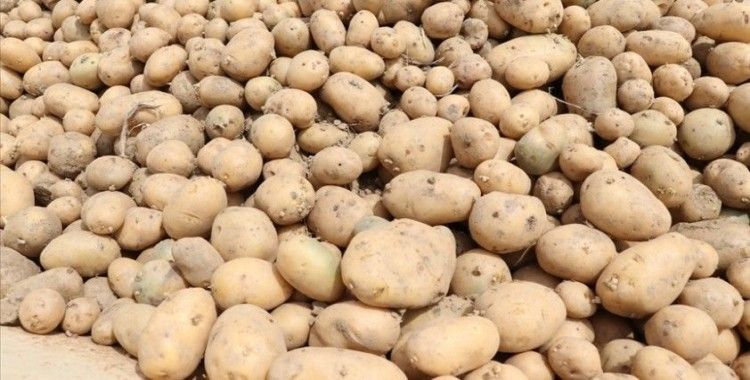 Mayısta fiyatı en fazla artan ürün patates, en çok düşen ise sivri biber oldu