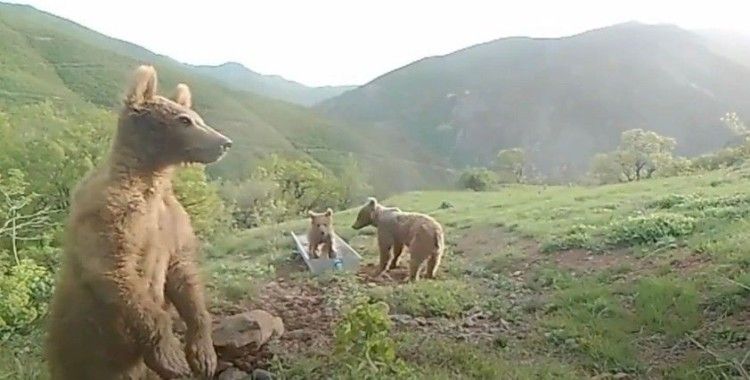 Bakan Pakdemirli'den su yalağında oynayan ayılarla ilgili 'Halinden memnun' paylaşımı