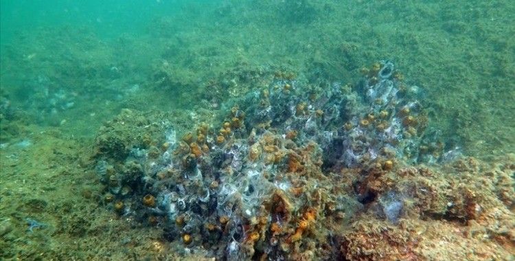 Marmara Denizi'nde müsilaj nedeniyle sünger ve mercanlar büyük zarar gördü