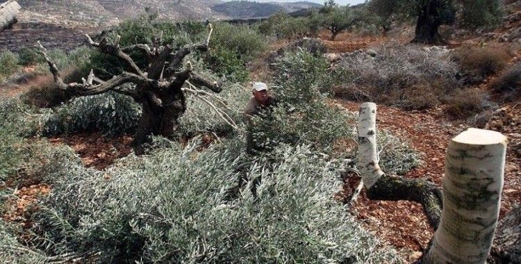 İsrail güçleri Batı Şeria'da Filistinlilere ait 150 zeytin ağacını söktü