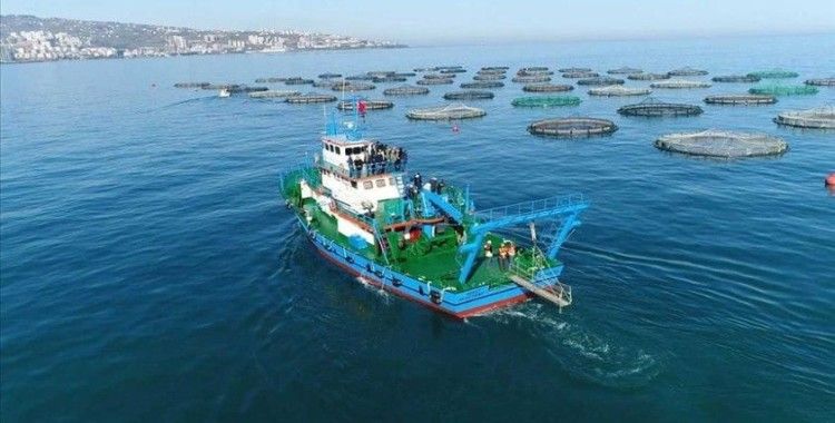 Karadeniz somonu yılın 5 ayında 39 ülkeye ihraç edildi