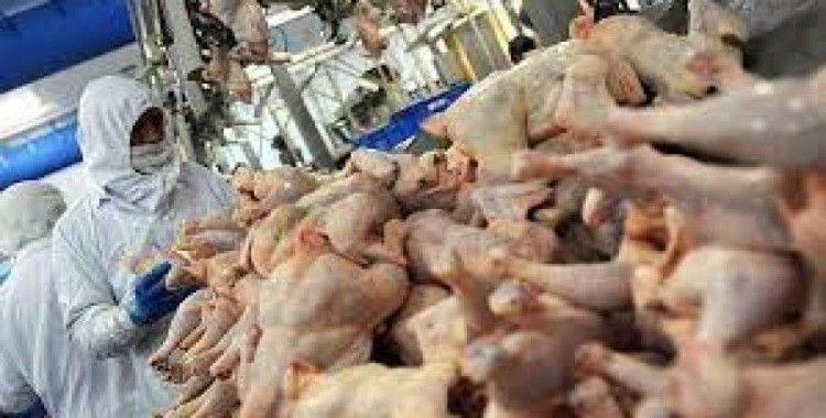 Tavuk eti üretimi nisan ayında arttı