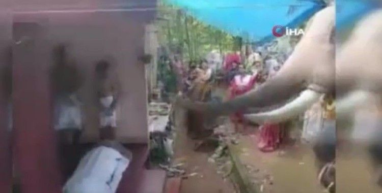 Hindistan’da bir fil, ölen bakıcısını son kez görmek için kilometrelerce yol yürüdü