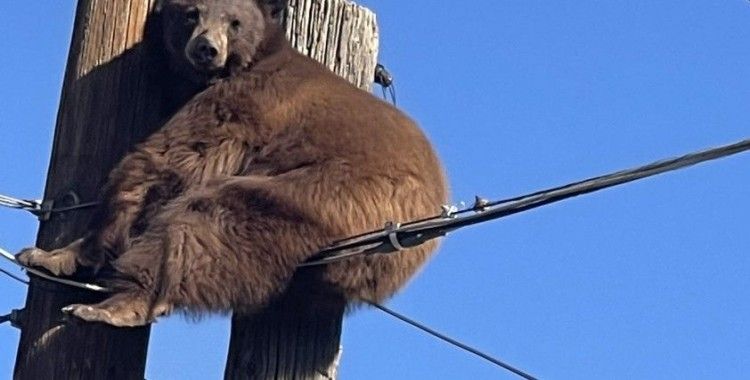 ABD'de elektrik direğinin tepesinde mahsur kalan ayı kurtarıldı