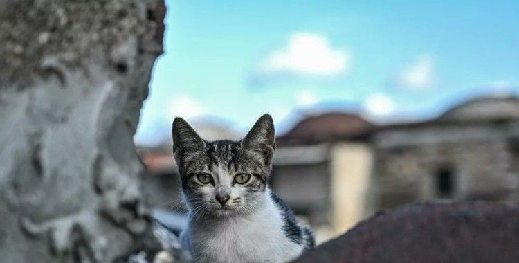 İstanbul'da kedi katliamı: Fırına atıp pişirdi, para cezası aldı