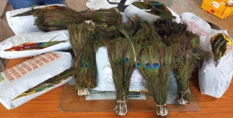 Hindistan'dan Hong Kong'a kaçırılmak istenen 8 kilo tavus kuşu tüyüne el konuldu