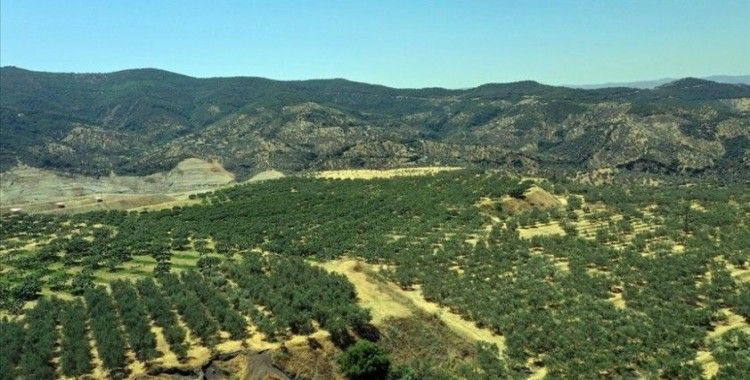 Tarım arazisine dönüştürülen kömür madeni sahasından 6 ülkeye zeytinyağı ihracatı